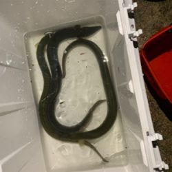 夕方のうなぎ釣り