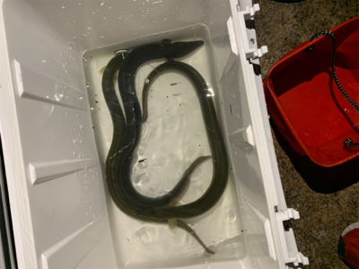 夕方のうなぎ釣り