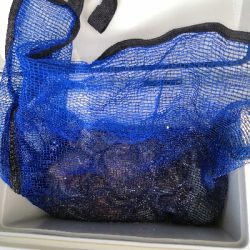 夜のオクトパッシング