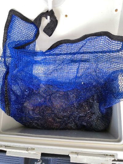 夜のオクトパッシング