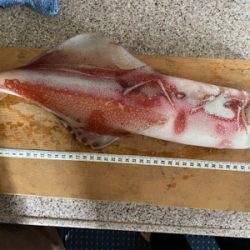 イカメタルでパラソル