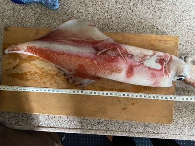 イカメタルでパラソル