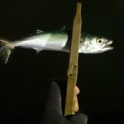 アジング練習 153