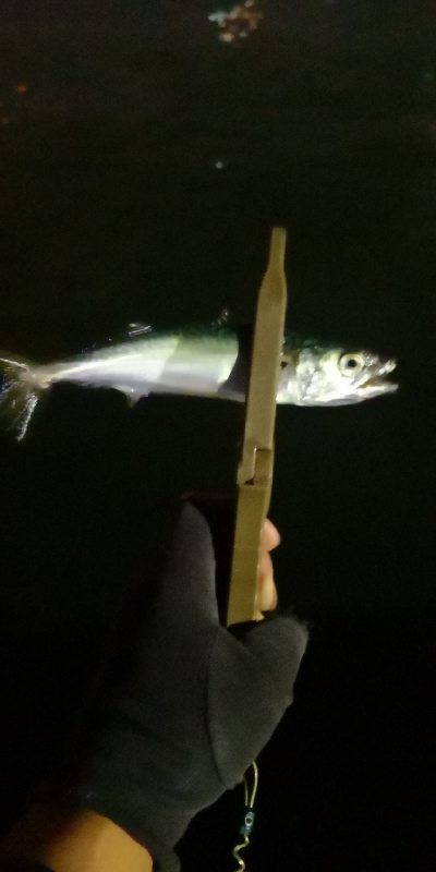 アジング練習 153