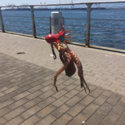 新子マダコ数釣り9杯♪