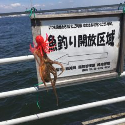 LSJ朝練するも。。相変わらず小サバ。。。