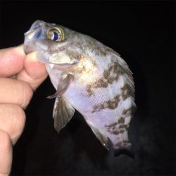 梅雨メバル釣れてます