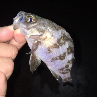梅雨メバル釣れてます