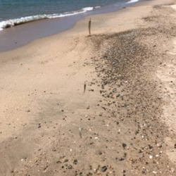 ピンギスならぬ豆ギスまつり