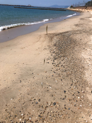 ピンギスならぬ豆ギスまつり