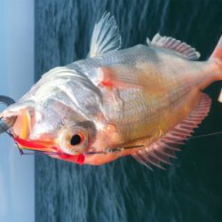 七目釣り達成!!マイボートでタイラバ釣行