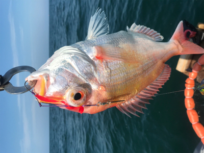 七目釣り達成!!マイボートでタイラバ釣行