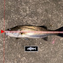 久々、ナイトゲーム