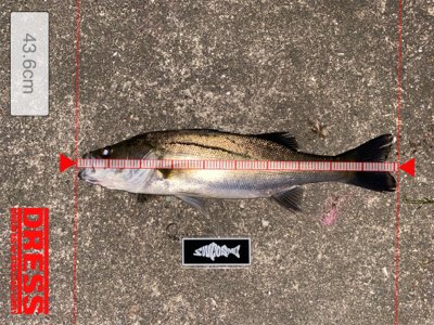 久々、ナイトゲーム