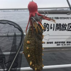 まさかの小サバ不発。。タコは安定の新子♪