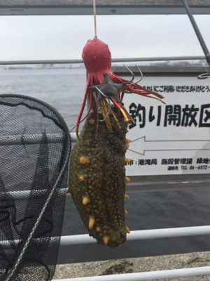 まさかの小サバ不発。。タコは安定の新子♪