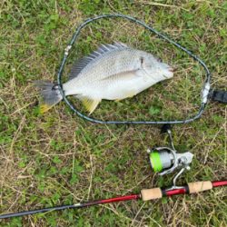 ワールドシャウラ でチニング