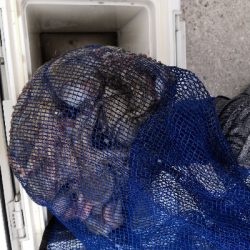 タコの活性が低くなってきた。