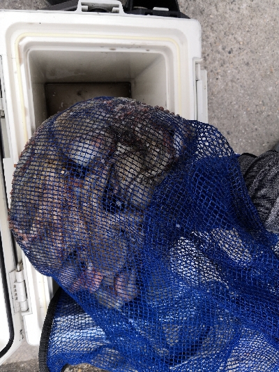 タコの活性が低くなってきた。