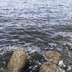 今日のタコは。