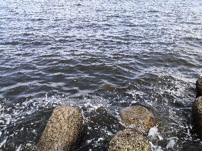 今日のタコは。