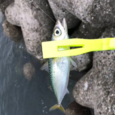 夏青物始まる！