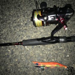 久しぶりのイカは…コウちゃんでしたσ(^_^;)