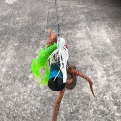 タコを食べたくて。