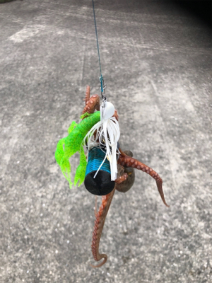 タコを食べたくて。