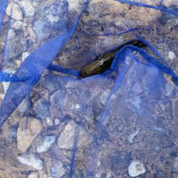 ハゼ釣りなどなど