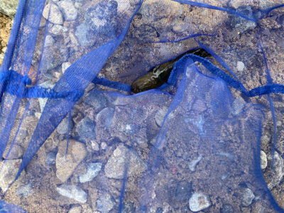 ハゼ釣りなどなど