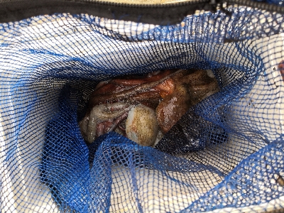 朝から夕方オクトパッシング