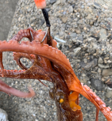 今日もタコ三昧