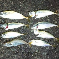 中豆数釣りわっしょい