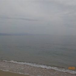 ピンギス絶好調