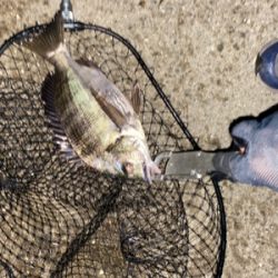 ナイト〜タコ〜マズメ〜ナイト