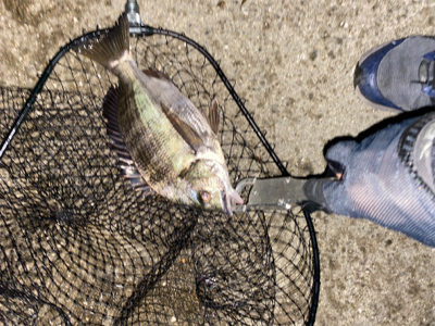 ナイト〜タコ〜マズメ〜ナイト