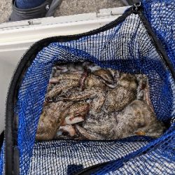 雨上がりオクトパッシング