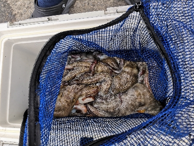 雨上がりオクトパッシング