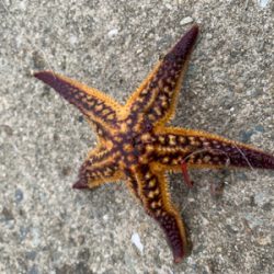 アジングでサバ大量