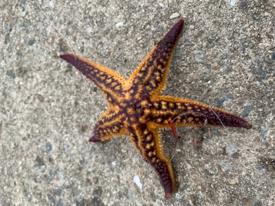 アジングでサバ大量