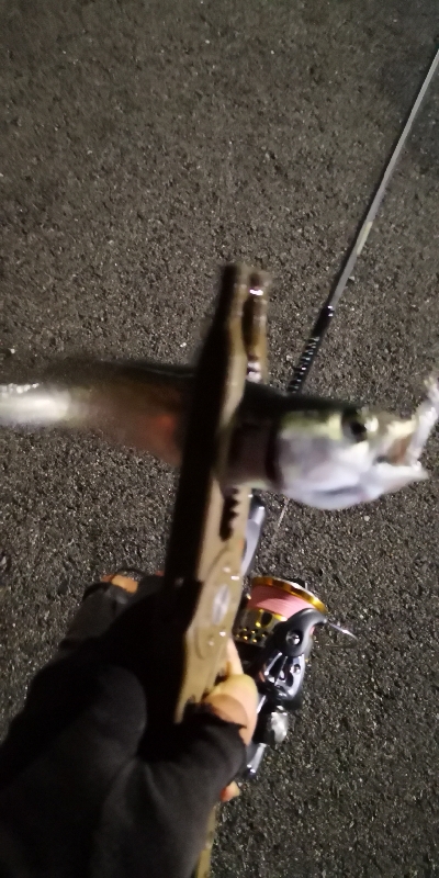 アジング練習 159