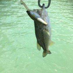 プラグメインで