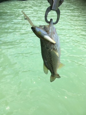 プラグメインで