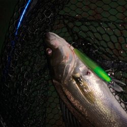 まだまだまだバチシーバス