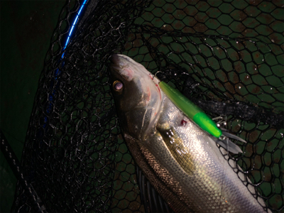 まだまだまだバチシーバス