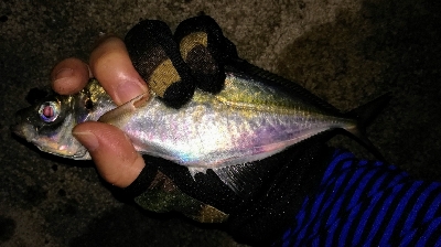 LSJアジングリレー1900〜2040