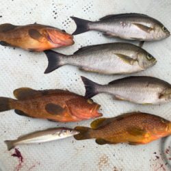 イカメタル　SLJ