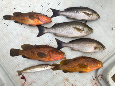 イカメタル　SLJ