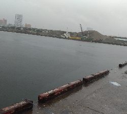 6/11釣果キビレタコアジサバ